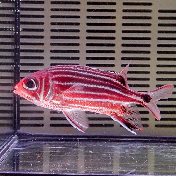 イットウダイ 10-12cm±  !海水魚  15時までのご注文で当日発送【イットウダイ】