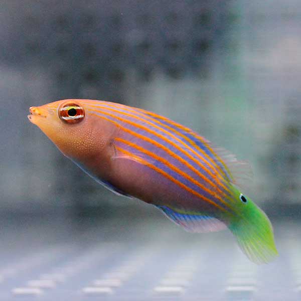 ニセモチノウオ 4-5cm±!海水魚 ベラ15時までのご注文で当日発送(t122