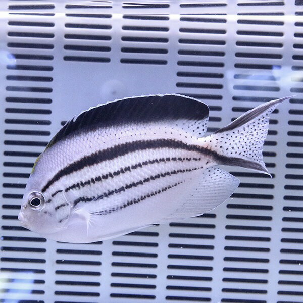 タテジマヤッコ 8-10cm± !海水魚 ヤッコ 餌付け 15時までのご注文で当日発送(t111