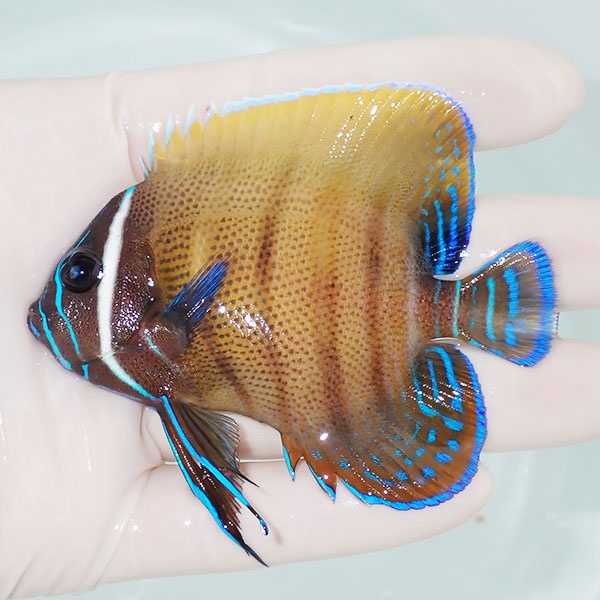 【現物1】ロクセンヤッコ 8.5cm± !海水魚 生体 15時までのご注文で当日発送(t111(t207