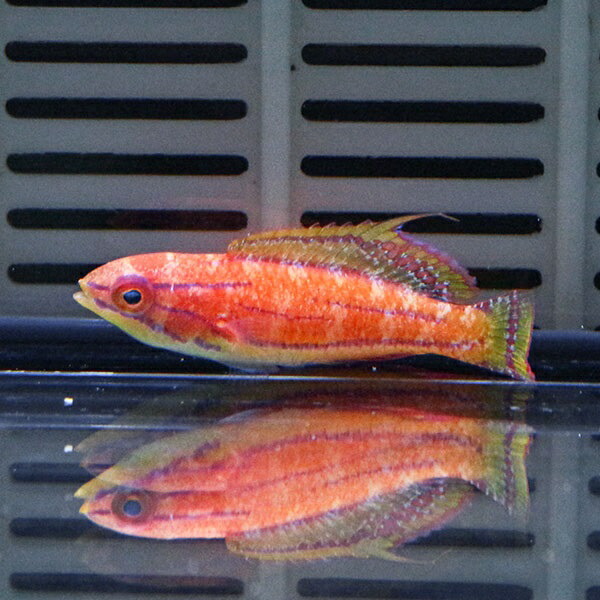 マッコスカーズラス 4cm±!海水魚 ベラ 15時までのご注文で当日発送(t122