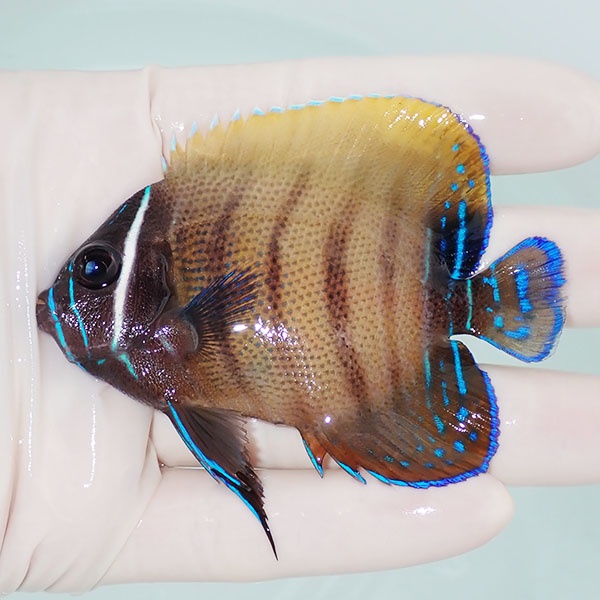 【現物2】ロクセンヤッコ 8cm± ! 海水魚 生体 15時までのご注文で当日発送(t111(t207