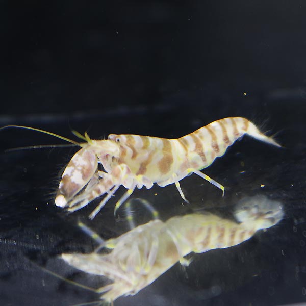グリーンタイガーピストルシュリンプ 3-4cm±! 海水魚 エビ 【PHセール対象】(t129
