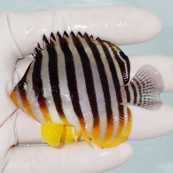【現物7】シマヤッコ 7cm±! 海水魚 生体 15時までのご注文で当日発送(t111(t207