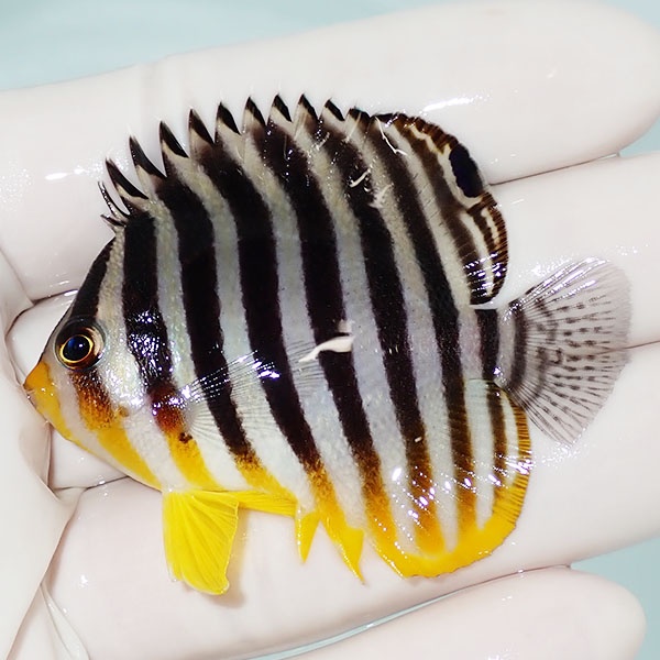 【現物8】シマヤッコ 5.5cm±! 海水魚 生体 15時までのご注文で当日発送(t111(t207