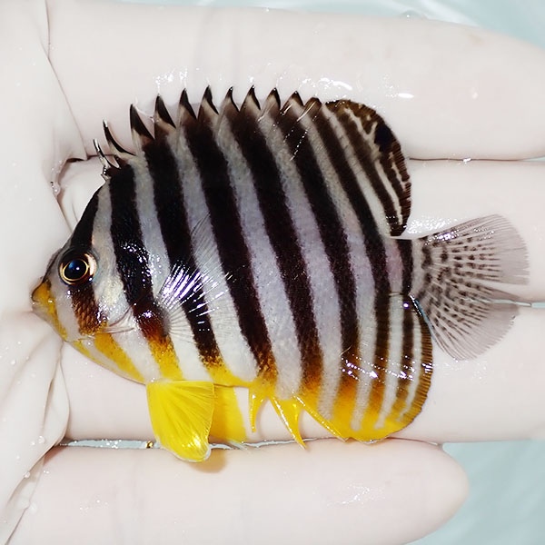 【現物6】シマヤッコ 6.3cm±! 海水魚 生体 15時までのご注文で当日発送(t111(t207