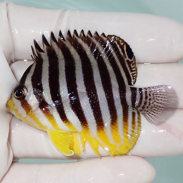 【現物5】シマヤッコ 6cm±! 海水魚 生体 15時までのご注文で当日発送(t111(t207