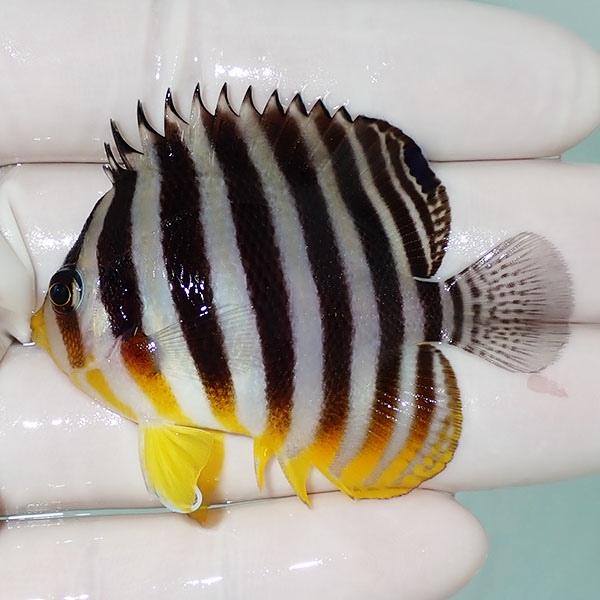 【現物4】シマヤッコ 5.5cm±! 海水魚 生体 15時までのご注文で当日発送(t111(t207