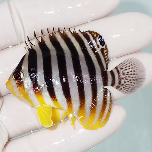 【現物14】シマヤッコ 6cm±! 海水魚 生体 15時までのご注文で当日発送(t111(t207
