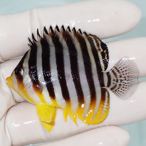【現物10】シマヤッコ 6cm±! 海水魚 生体 15時までのご注文で当日発送(t111(t207