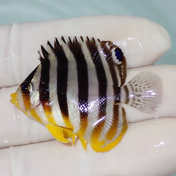 【現物31】シマヤッコ 4.5cm±! 海水魚 生体 15時までのご注文で当日発送(t111(t207