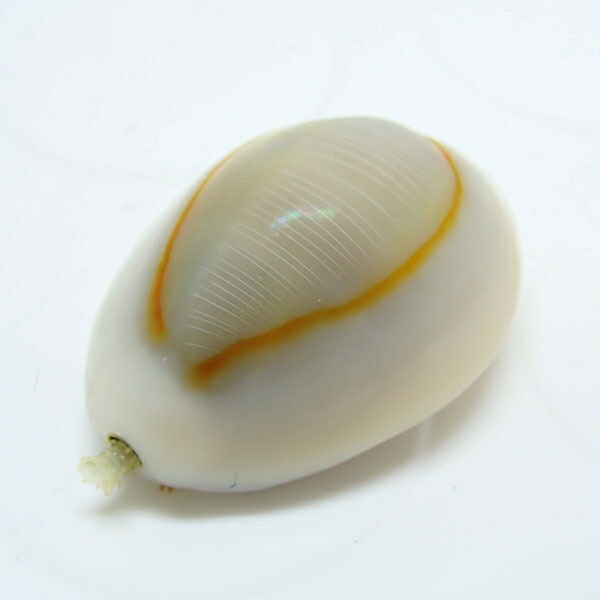 ハナビラタカラガイ 5個セット! 水槽のコケ対策 クリーナー 貝 【15時までのご注文で当日発送】(t130