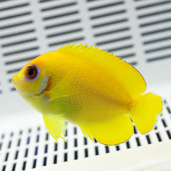 バヌアツ レモンピール 6-8cm±! 海水魚 ヤッコ 15時までのご注文で当日発送(t111(t207