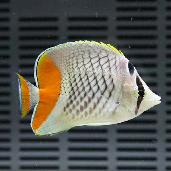 アミメチョウ 5-7cm±! 海水魚 チョウチョウウオ 15時までのご注文で当日発送(t114