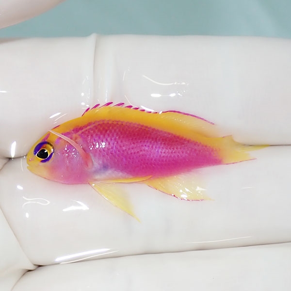 【現物】尾びれ欠け ベントラリス 3.5cm!海水魚 ハナダイ 15時までのご注文で当日発送【ハナダイ】(t207