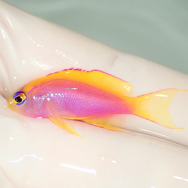 【現物3】ベントラリス 3cm!海水魚 ハナダイ 15時までのご注文で当日発送【ハナダイ】(t207