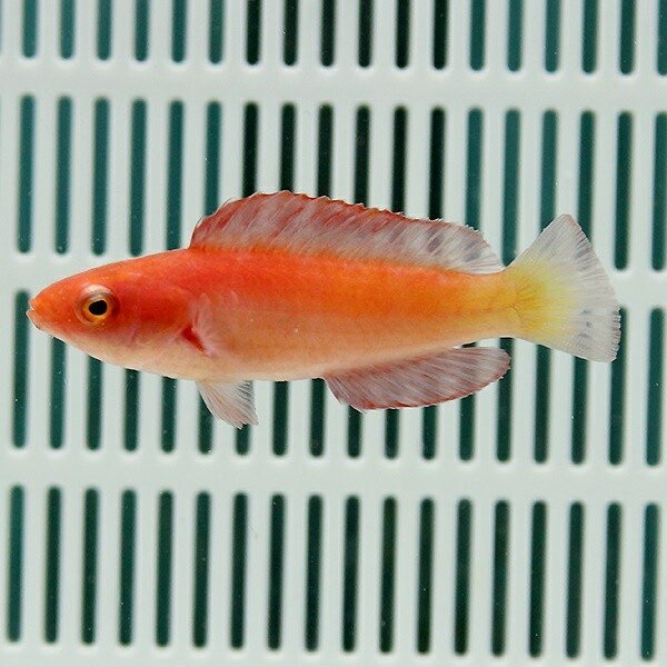 マグマフェアリーラス 4-5cm!海水魚 ベラ 15時までのご注文で当日発送(t122