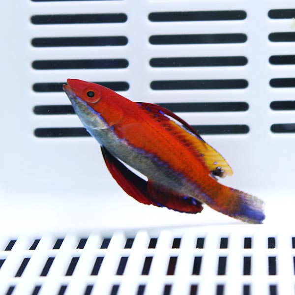 ファイティングフェアリーラス 4-6cm±!海水魚 ベラ15時までのご注文で当日発送(t122