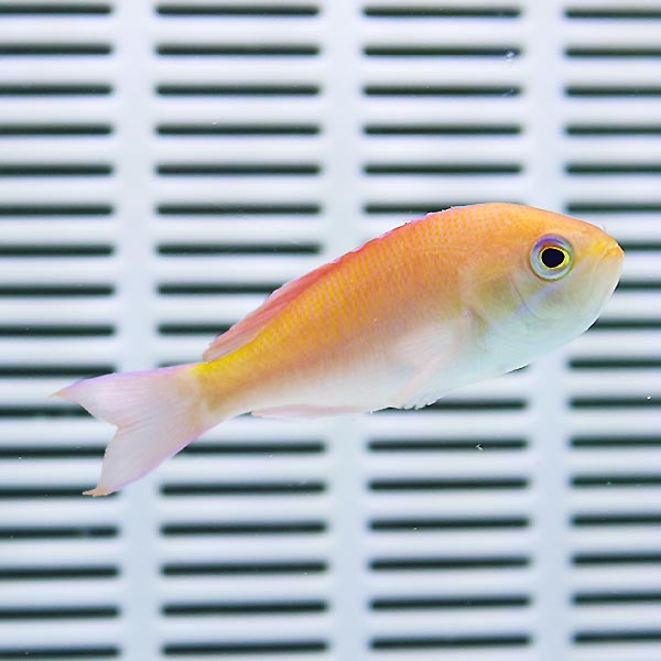 マルシアズアンティアス♀ 5-7cm± モルディブ! 海水魚 ハナダイ 餌付け済み 15時までのご注文で当日発送(t118