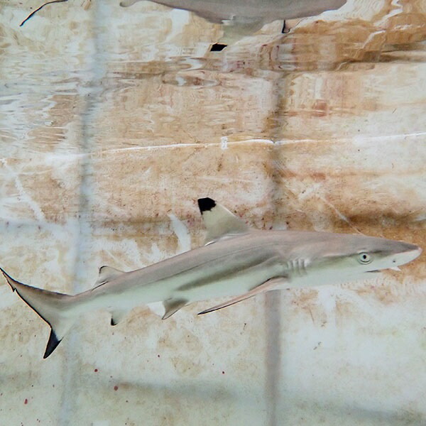 【発送相談可能】ブラックチップシャーク 餌付け済み 50cmぐらい ! 海水魚 サメ 15時までのご注文で当日発送(t231