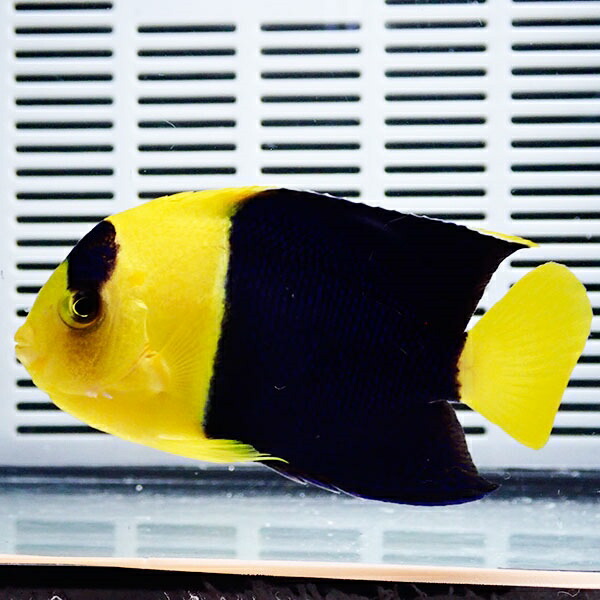 ソメワケヤッコ 8-10cm±! 海水魚 ヤッコ15時までのご注文で当日発送(t111