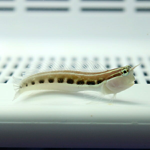 モルディブ産 ヒトスジギンポ 4-6cm± ! 海水魚 ハゼ 【15時までのご注文で当日発送】(t121