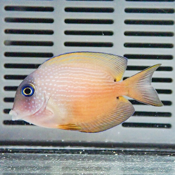 サザナミハギ 6-8cm± ! 海水魚 ハギ 15時までのご注文で当日発送