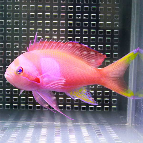 スミレナガハナダイ オス  12-15cm± ! 海水魚 ハナダイ (t118