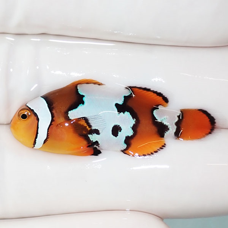 【現物5】スノーフレークオセラリス 3.8cm±!海水魚 クマノミ ブリード 15時までのご注文で当日発送(t111