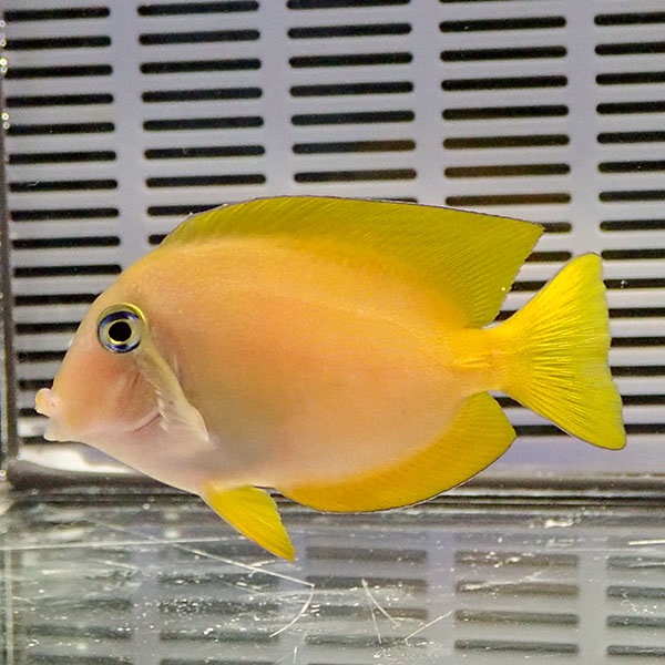 キンリンサザナミハギ 6-8cm± ! 海水魚 ハギ 15時までのご注文で当日発送