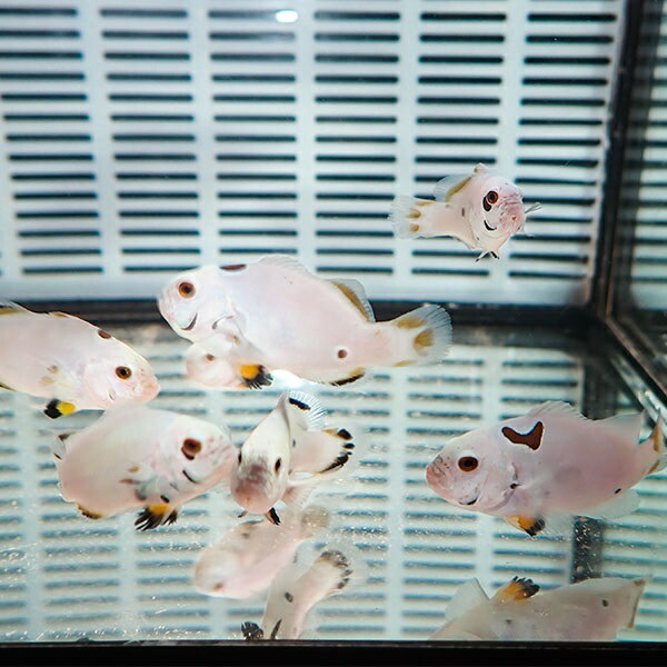 粒エサ餌付け済み フルプラチナオセラリス【3匹】3.5-5cm± 色指定不可! 海水魚 クマノミ 餌付け 15時までのご注文で当日発送(t115(t207