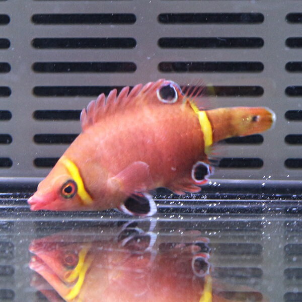 ハシナガベラ 3-5cm±  ! 海水魚 ベラ 【15時までのご注文で当日発送】