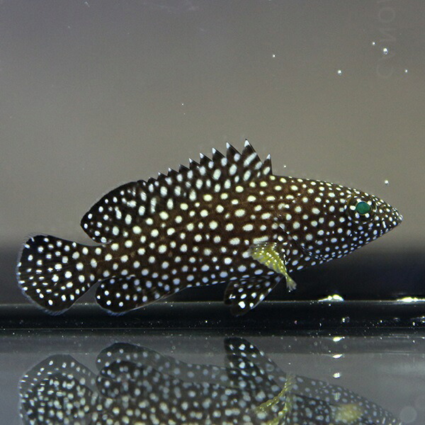 ナミハタ　5-7cm± !海水魚 生体 餌付け済 15時までのご注文で当日発送(t120