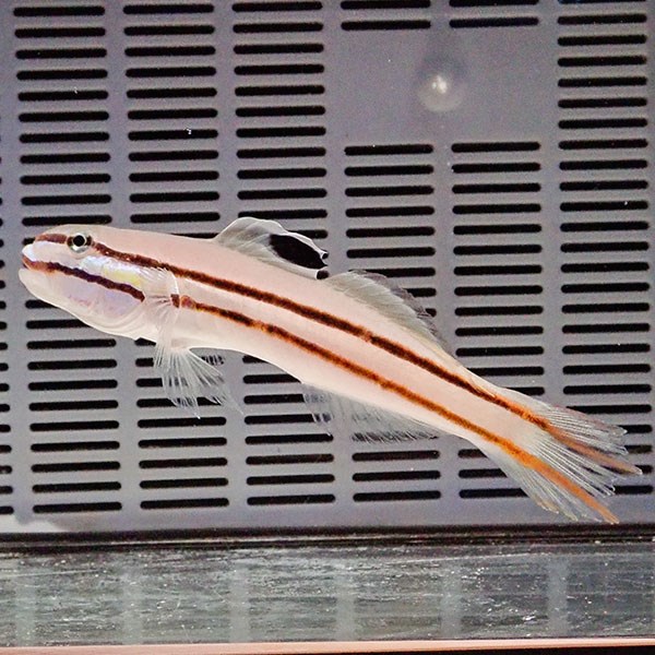 クロイトハゼbig 12cm±!海水魚 生体 餌付け済 15時までのご注文で当日発送(t120