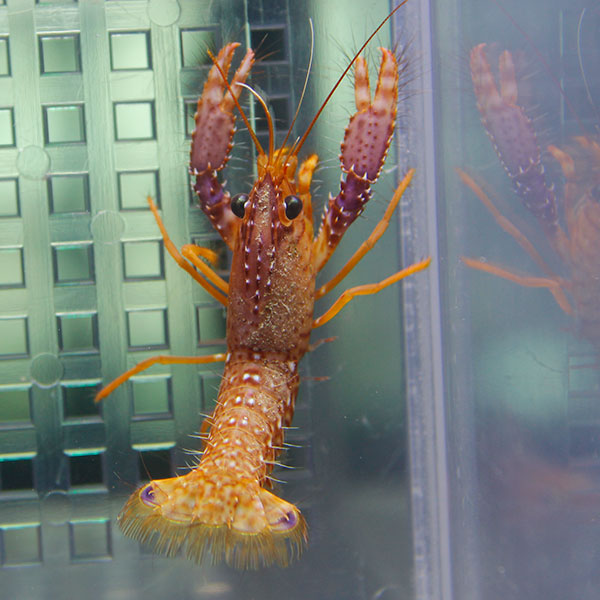 ダウミィパープルリーフロブスター １匹 4-6cm !15時までのご注文で当日発送(t129