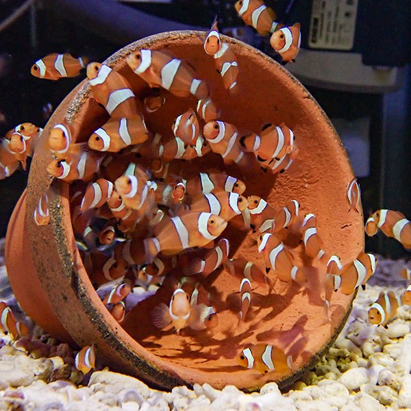 【サンプル】（5匹セット）ブリードカクレクマノミTサイズ 約1～2cm±!海水魚 クマノミ 餌付け(t115