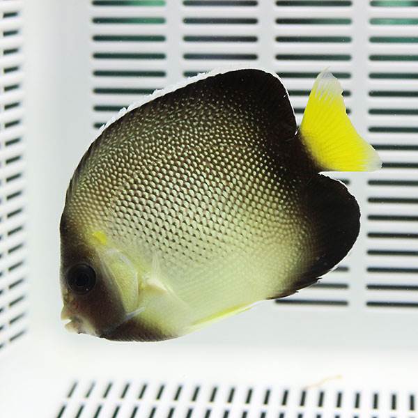 クロシテン 7-9cm±! 海水魚 ヤッコ 15時までのご注文で当日発送(t111