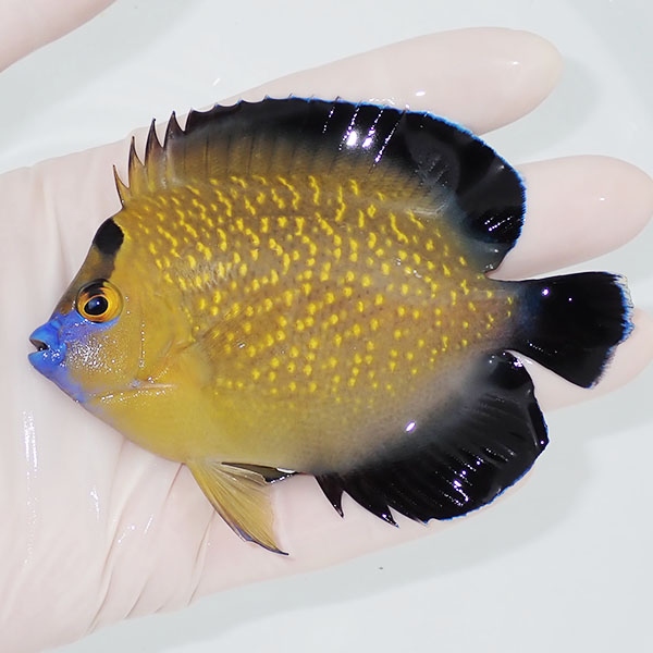 【現物2】粒エサOK ゴールドフレークエンゼル 10cm±!海水魚 ヤッコ 15時までのご注文で当日発送(t111