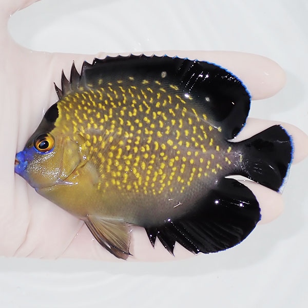 【現物3】粒エサOK ゴールドフレークエンゼル 10.5cm± !海水魚 ヤッコ 15時までのご注文で当日発送(t111