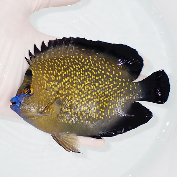 【現物4】粒エサOK ゴールドフレークエンゼル 特大 14.5cm± !海水魚 ヤッコ 15時までのご注文で当日発送(t111