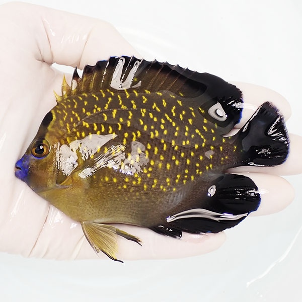 【現物5】ゴールドフレークエンゼル 11cm± !海水魚 ヤッコ 15時までのご注文で当日発送(t111