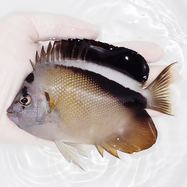 【現物1】グリフィスエンゼル 13cm± !海水魚 ヤッコ 15時までのご注文で当日発送(t111