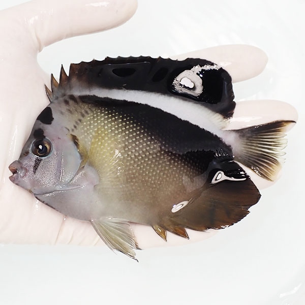 【現物2】グリフィスエンゼル 13cm±!海水魚 ヤッコ 15時までのご注文で当日発送(t111