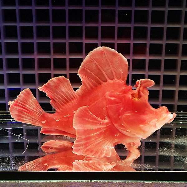 【現物】エクスマイヤーズスコーピオンフィッシュ 15cm± !海水魚 カサゴ 15時までのご注文で当日発送(t111