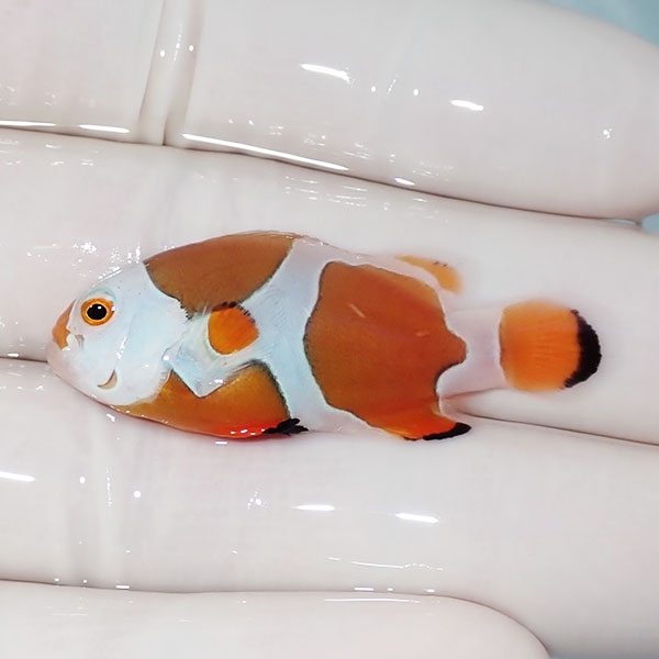 【現物5】オレンジストーム 4.3cm± !海水魚 クマノミ 15時までのご注文で当日発送(t111