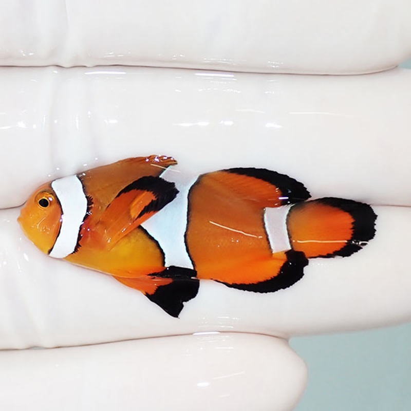 【現物4】ロングフィンオセラリス 4.3cm± !海水魚 クマノミ 15時までのご注文で当日発送(t111