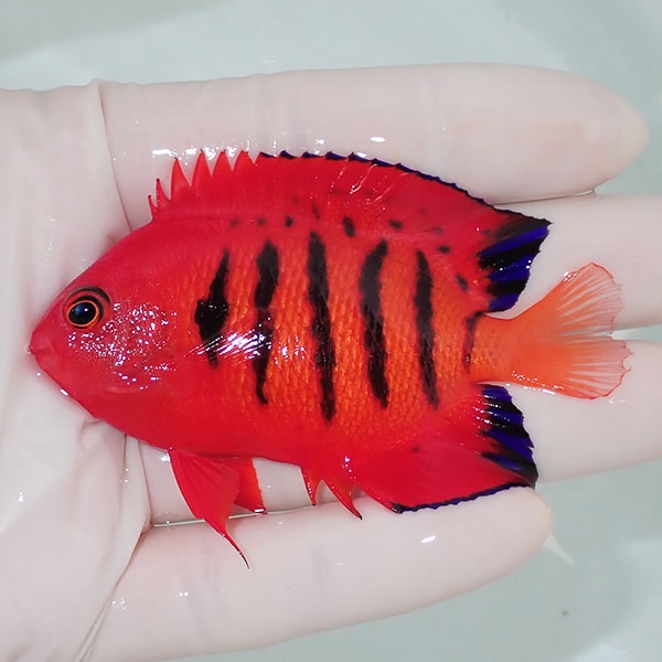 【現物9】粒エサOK フレームエンゼル 7.5cm!海水魚 ヤッコ 15時までのご注文で当日発送(t111(t207