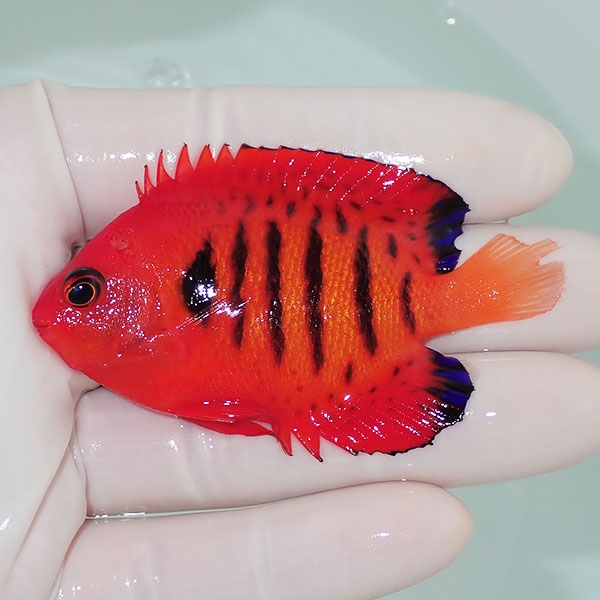 【現物8】スレかけ フレームエンゼル 7cm!海水魚 ヤッコ 15時までのご注文で当日発送(t111(t207