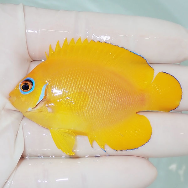 【現物1】粒エサOK レモンピール 6.5cm± !海水魚 ヤッコ 15時までのご注文で当日発送(t111