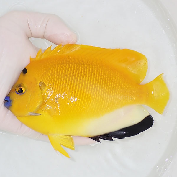 【現物4】シテンヤッコ 15cm± !海水魚 ヤッコ 15時までのご注文で当日発送(t111